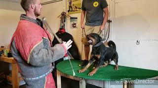 Rottweiler attack training  shieldk9dogscom [upl. by Kelwen742]