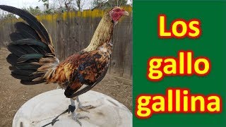 LOS GALLO GALLINA [upl. by Dammahom]