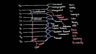 Lumbosacral Plexus Drawing and Spinal Segments [upl. by Eltsirk]