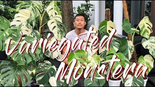 Variegated monstera care and propagation [upl. by Shenan]