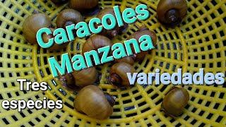 Caracoles manzana variedades [upl. by Aihsakal]