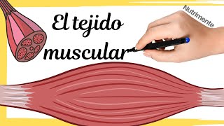 El TEJIDO MUSCULAR [upl. by Abbi369]