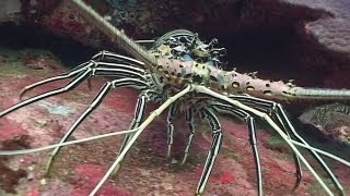 Crustaceans  Reef Life of the Andaman  Part 13 [upl. by Yur]