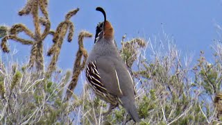 Male Gambels Quail Bird Call [upl. by Yatnoed]