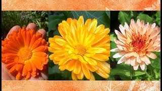 Calendula Health Benefits and Uses [upl. by Corabelle]