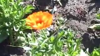 Growing calendula Calendula Officinalis [upl. by Lorene]