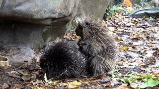 Porcupine Mating [upl. by Calesta]