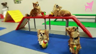 Cute Chihuahua Dog Tricks and Agility [upl. by Grinnell87]