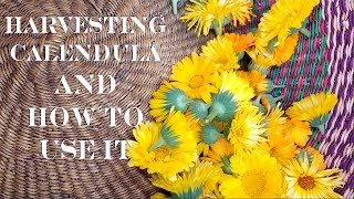 Harvesting Calendula PLUS 6 Ways on How to Use Calendula [upl. by Zane275]