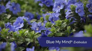 Blue My Mind® Evolvulus from Proven Winners [upl. by Zhang]