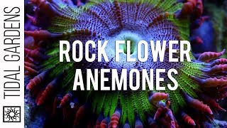 Rock Flower Anemones [upl. by Sammie996]