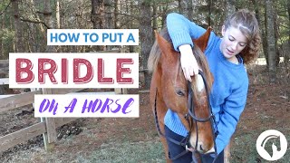 How to Put a Bridle On a Horse English [upl. by Berhley]