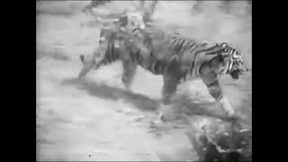 Sumatran Tiger vs African Lion Fight  New Footage  It was the lion who actually ran in the end [upl. by Clein]