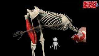 How to Squat Properly Anatomical Analysis [upl. by Aikahc]