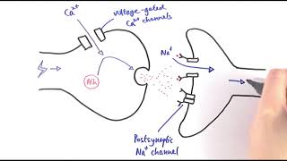 A2 Biology  Cholinergic synapses OCR A Chapter 135 [upl. by Beth]