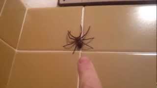 Huntsman Spider Jumps [upl. by Gibeon]