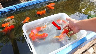 HOW TO BREED Ranchu GOLDFISH with great SUCCESS [upl. by Mortimer]