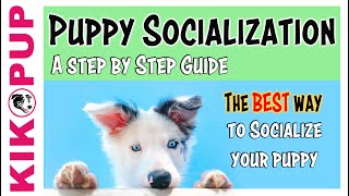 Puppy Socialization Guide  the BEST and SAFEST way [upl. by Nida]