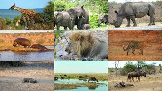 Animales Africanos para niños con vídeos [upl. by Atem]