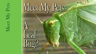 Leaf Bug Katydid as a Pet [upl. by Hasen]