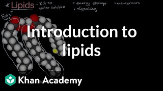 Biomolecules Class 11 Lipids Overview [upl. by Deckert]