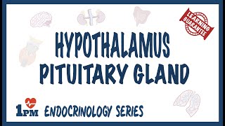 Hypothalamus amp Pituitary Gland [upl. by Pearle]