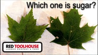 EP50 Identifying your sugar maple trees [upl. by Nnaynaffit338]