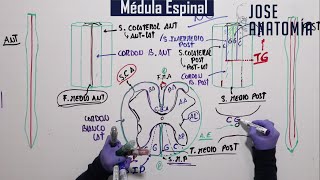 ANATOMÍA  Médula Espinal [upl. by Oderfigis]