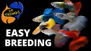 Top 10 Easiest Fish To Breed in a HOME Aquarium [upl. by Anotyad]