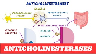 Anticholinesterases  Pharmacology [upl. by Orlan515]