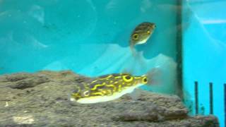 Tetraodon Biocellatus Figure Eight Puffer [upl. by Akilat]