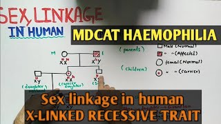 X  linked traits  Punnett Square basics [upl. by Hgiellek]