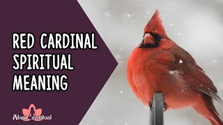 Red Cardinal Spiritual Meaning [upl. by Cote660]