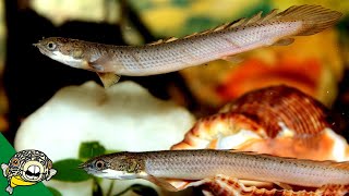 Senegal Bichir Care Guide  polypterus senegalus  Aquarium CoOp [upl. by Bechler]