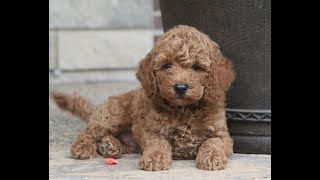 Miniature PoodleMoyen Poodle Puppies for Sale from Indiana Breeder [upl. by Serrano]