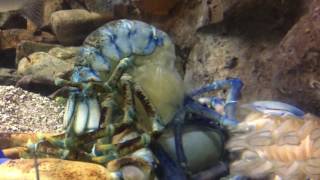 Rare Blue Lobster Molting [upl. by Nasaj818]