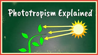 Phototropism Explained [upl. by Alice281]