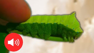 A Caterpillar That Screams It SQUEAKS Rhodinia fugax  Squeaking silkmoth [upl. by Suivatnod2]