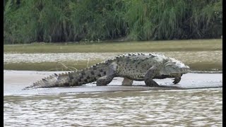 Gustave The Killer Crocodile of Burundi  Nature’s Reality [upl. by Gnilrets]