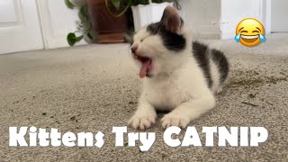 Kittens Try CATNIP for the First Time Funny Reaction😹 [upl. by Burnie]