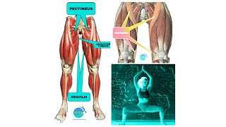 PECTINEUS GRACILIS ADDUCTOR LONGUS SARTORIUS functions stretching STRENGTHENING  FITANDYOU [upl. by Forta]