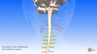 La médula espinal y los nervios raquídeos [upl. by Noak]