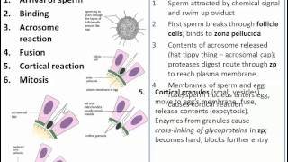 The Process of Fertilization IB Biology [upl. by Kovar]