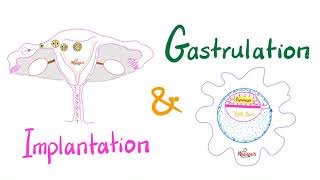 Implantation amp Gastrulation  Embryology series  Organogenesis [upl. by Haleemaj592]