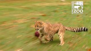 Cheetah Cubs Starting to Run  Cincinnati Zoo [upl. by Lenuahs809]