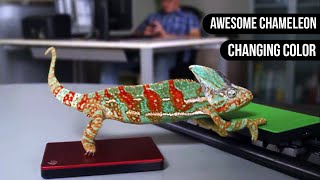 Chameleon Changing Color  Animals are Awesome [upl. by Hulda]