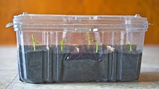 FREE Mini Greenhouse or Humidity Dome to Start Seeds [upl. by Erminia736]