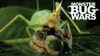 Most Savage Katydid Attacks  MONSTER BUG WARS [upl. by Kalvin802]