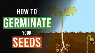 How to Germinate your Cannabis Seeds [upl. by Antonella]