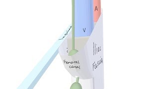 3D Tour of the Femoral Canal [upl. by Letreece]